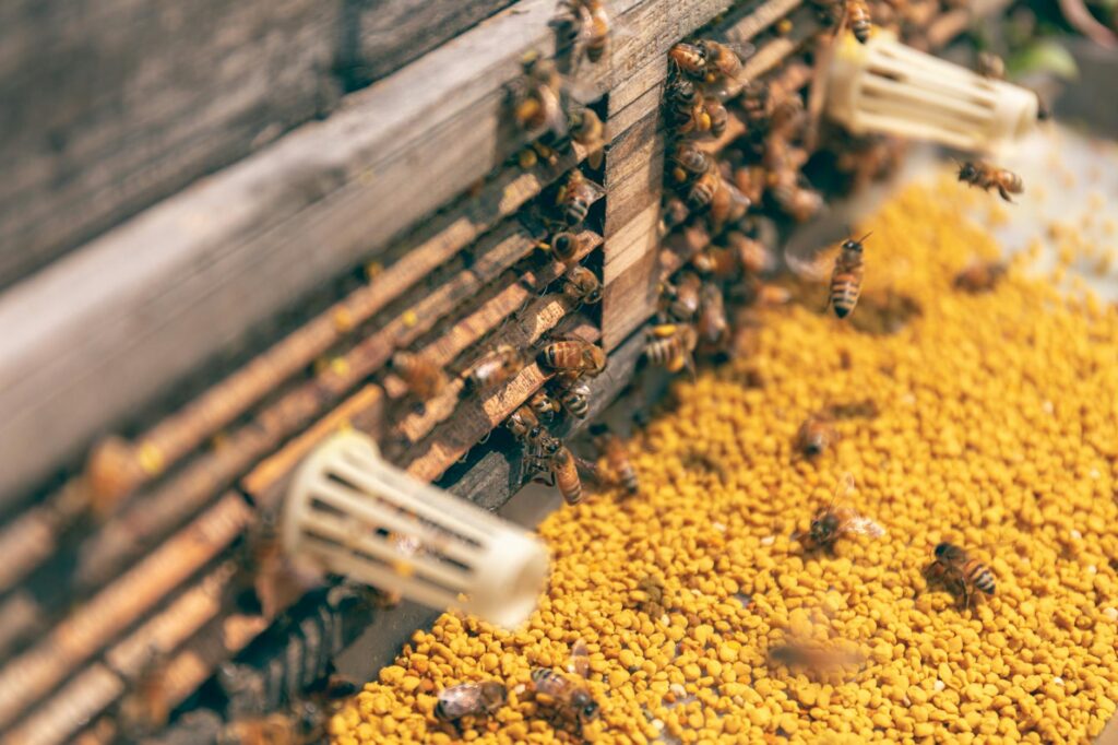 bees