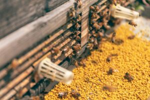bees
